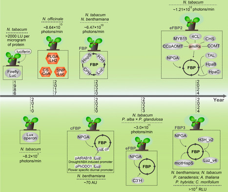 Biotechnologies based on the fungal bioluminescence pathway | Tin | RMH | Scoop.it
