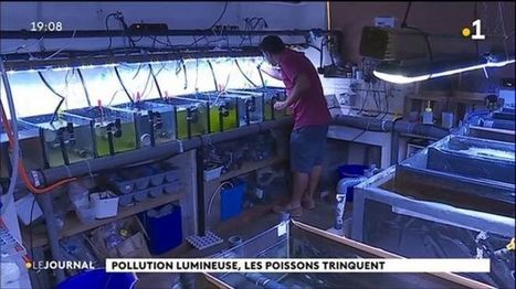 Les éco systèmes marins victimes de pollution lumineuse | Biodiversité | Scoop.it