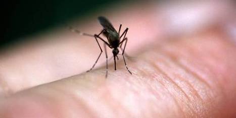Pourquoi les moustiques nous piquent-ils... ou pas? | EntomoNews | Scoop.it