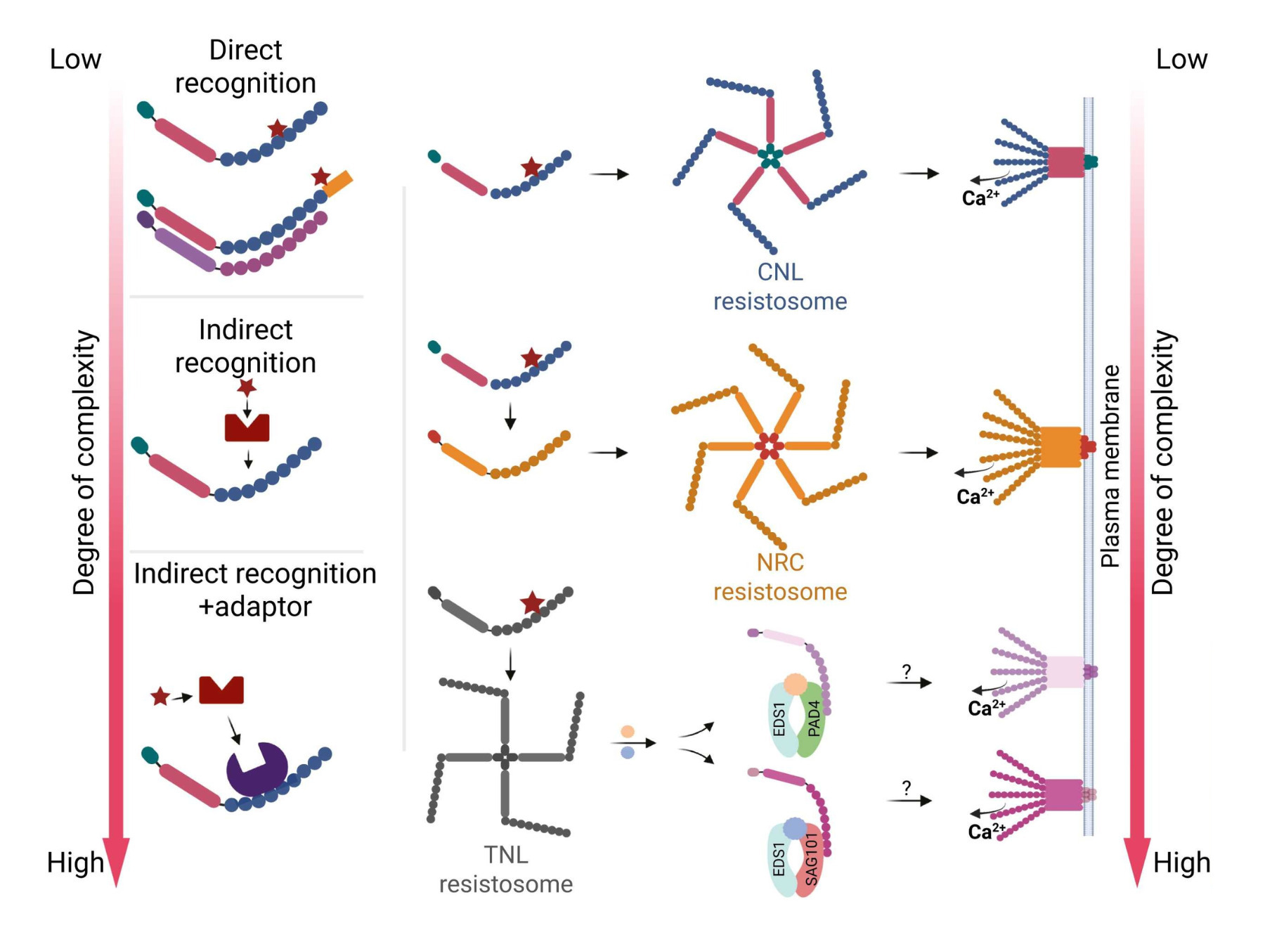 Curr Opin Biotechnol: PRRs and NLRs sans fronti...