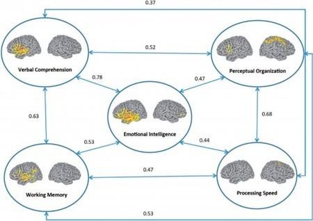 U.S. researchers map emotional intelligence of the brain | Longevity science | Scoop.it