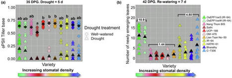Des variétés de riz génétiquement modifiées en réponse au changement climatique | SCIENCES DU VEGETAL | Scoop.it