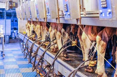 Pourquoi mesurer le lactose du lait ? | Lait de Normandie... et d'ailleurs | Scoop.it