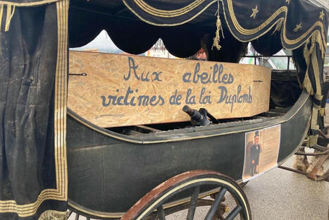 "Nourrir pas détruire" : l'agriculture paysanne et les abeilles enterrées pour dénoncer la loi Duplomb | Environnement - Énergie | Scoop.it