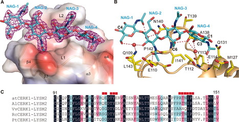 Science: Chitin-Induced Dimerization Activates a Plant Immune Receptor (2012) | Plants and Microbes | Scoop.it