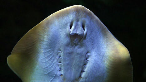 Charlotte the stingray: Aquarium gives update on fish with virgin pregnancy | Soggy Science | Scoop.it