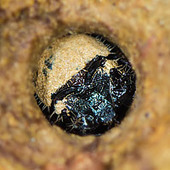 Cicindela campestris (Cicind&egrave;le champ&ecirc;tre) partie 2 | Insect Archive | Scoop.it