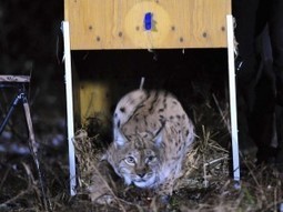 Un lynx jurassien relâché dans les Alpes autrichiennes | FERUS | Pastoralisme Ours Loups Lynx | Scoop.it