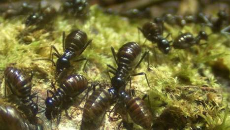 Le monde secret des termites | Variétés entomologiques | Scoop.it