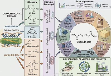 Biological production of muconic acid from renewable biomass: advances in metabolic engineering and lignin valorisation | Mcf | RMH | Scoop.it