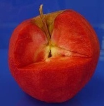 Red-flesh apple project goes global | Innovation Agro-activités et Bio-industries | Scoop.it