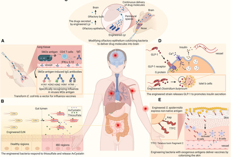Recent advances of engineered bacteria for therapeutic applications | RMH | Scoop.it