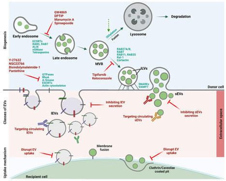 Extracellular Vesicles As Drug Targets And Deli...