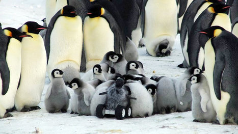WATCH: The Robotic Baby Penguin That Spies For Scientists | Remotely Piloted Systems | Scoop.it