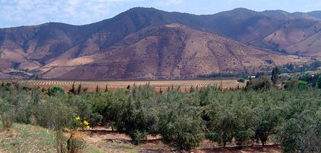 ChileOliva espera implementar en 2020 un segundo acuerdo de producción limpia | OLIVE NEWS | Scoop.it