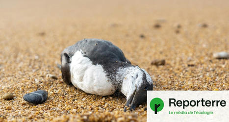 Des échouages « sans précédent » d’oiseaux marins sur les côtes françaises | Biodiversité - @ZEHUB on Twitter | Scoop.it