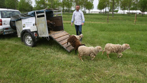 Écopâturage à Auch : les moutons de retour pour une gestion écologique des espaces verts | Professionnels du tourisme du Grand Auch Cœur de Gascogne | Scoop.it