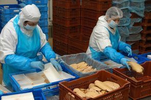 Delpeyrat démarrera la plus grande usine mondiale de foie gras en juin 2013 | ITERG - Veille sectorielle | Scoop.it