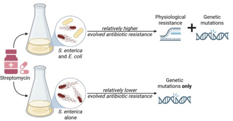 Interspecies interaction alters the trajectory of antibiotic resistance evolution by amplifying negative fitness epistasis | isme | RMH | Scoop.it