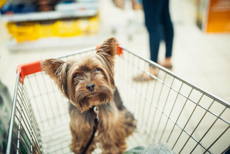 How to Train Your Pet for Pet-Friendly Stores | Fashion & Lifestyle | Scoop.it