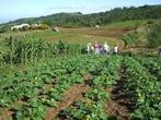 Biodiversité et régulation des bioagresseurs : des plantes pour remplacer les pesticides - CIRAD | Pour innover en agriculture | Scoop.it