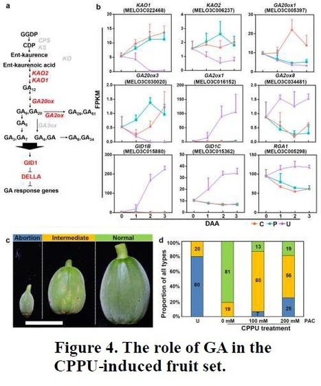 Gibberellin biosynthesis is required for CPPU-induced parthenocarpy in melon | Plant hormones (Literature sources on phytohormones and plant signalling) | Scoop.it