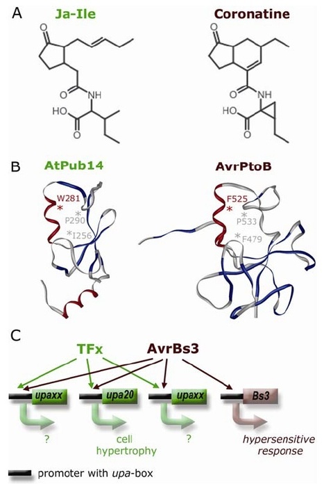 MPMI: Emerging Concepts in Effector Biology of Plant-Associated Organisms (2009) | Publications | Scoop.it