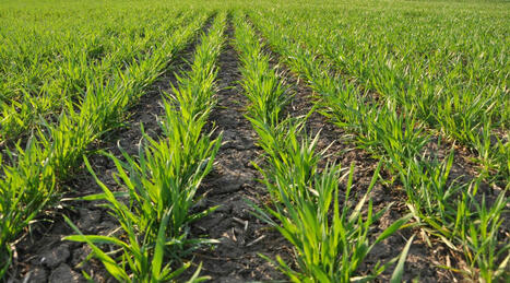 JRC MARS Bulletin Vol. 33 No 2 - March 2025 - EU crops off to a promising start | MED-Amin network | Scoop.it