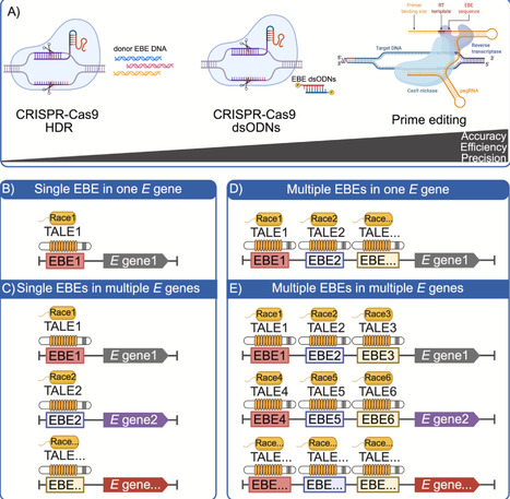 Reprogramming immunity: TAL effector-informed genome editing in rice and other crops | Cin | RMH | Scoop.it