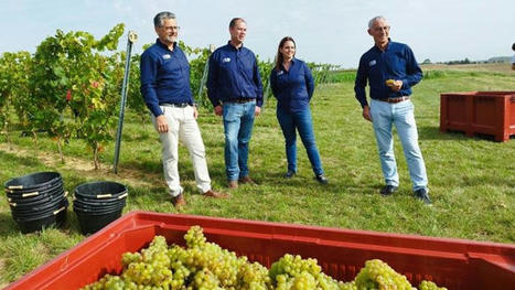 Agriculteur en grandes cultures, J. Dhaine (62) s'est lancé dans la viticulture - Terre-net | Pour innover en agriculture | Scoop.it