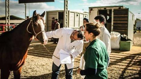 Cheval. L'angine bact&eacute;rienne tr&egrave;s contagieuse enrage les &eacute;curies - Ouest-France | Cheval et Nature | Scoop.it