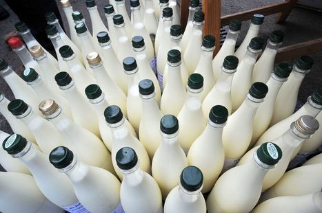 La coopérative Sodiaal a fragilisé ses producteurs de lait en leur vendant un quota B | Lait de Normandie... et d'ailleurs | Scoop.it