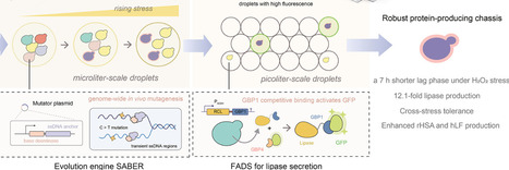 Synergizing high-level protein productivity with robust physiological traits via multi-scale droplet microfluidics-integrated evolution engineering | RMH | Scoop.it