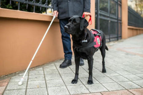 Chiens guides d'aveugles et d'assistance (1) : critères et missions | Veille juridique du CDG13 | Scoop.it