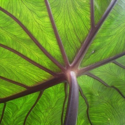 Engaged Sustainability | Peer2Politics | Scoop.it