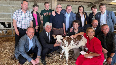 L&rsquo;esp&egrave;ce &eacute;tait menac&eacute;e&hellip; La vache normande reprend du poil de la b&ecirc;te | Actualit&eacute; B&eacute;tail | Scoop.it