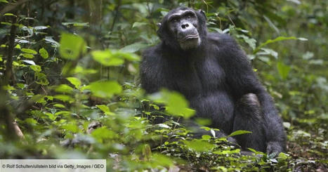 La déforestation pour le tabac pousse les chimpanzés à manger des excréments de chauve-souris remplis de virus | Biodiversité - @ZEHUB on Twitter | Scoop.it
