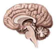Ansiedad, demencia y enfermedad de Alzheimer | Alzheimer y m&aacute;s (Bolet&iacute;n n&ordm; 95) | Scoop.it