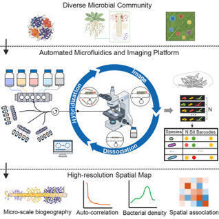 Spatial mapping of microbial communities by an integrated automation platform of sequential FISH | crm | RMH | Scoop.it
