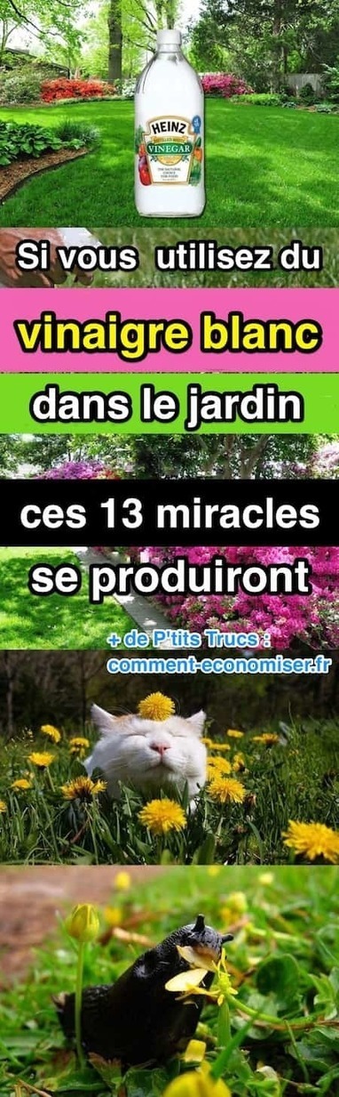 Si Vous Utilisez du Vinaigre Blanc Dans le Jardin, Ces 13 Miracles Se Produiront. | Eco-Friendly Lifestyle | Scoop.it