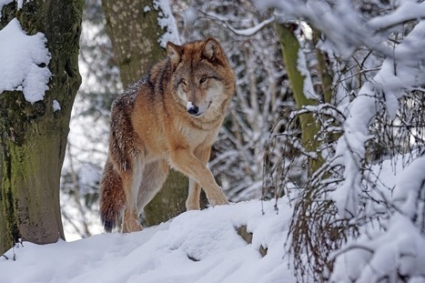 Cohabitation homme-loup en Europe : quatre scénarios proposés par les scientifiques | Loup | Scoop.it