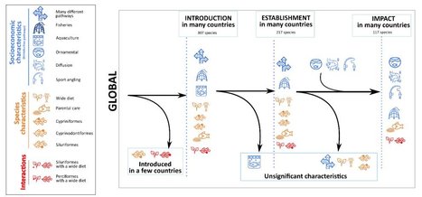 Freshwater fish invasions: A comprehensive review | Biodiversité | Scoop.it