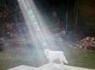 Dog Rescued In Iraq Returns To Fallen Soldier's Family, Beam Of Light Shines Down | Strange days indeed... | Scoop.it