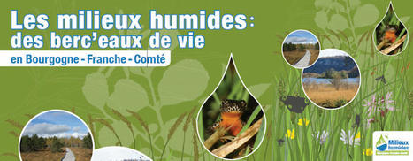 Diaporama « Les milieux humides : des berc’eaux de vie » - Education au Développement Durable | Biodiversité | Scoop.it