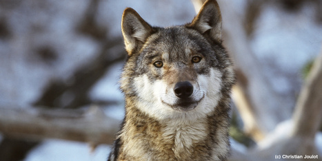 Consultation publique : le loup ne se « gère » pas à coups de fusil ! | Loup | Scoop.it
