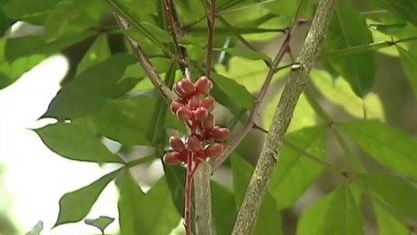 Guyane : Les petits secrets du jardin de Liliane | La Cabane aux Arômes | Scoop.it