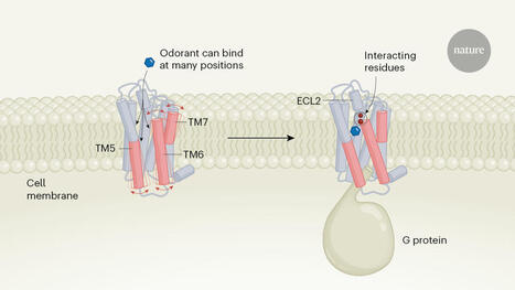 Engineered receptors show how humans tell countless odour molecules apart | SynBioFromLeukipposInstitute | Scoop.it