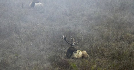 Amid California fires, activists bring water to Tule elk | Coastal Restoration | Scoop.it