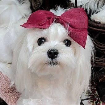 apricot maltese puppies