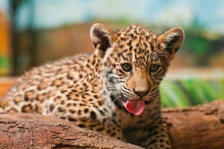 Belize Zoo in Top 10 Zoos of the World | Cayo Scoop!  The Ecology of Cayo Culture | Scoop.it